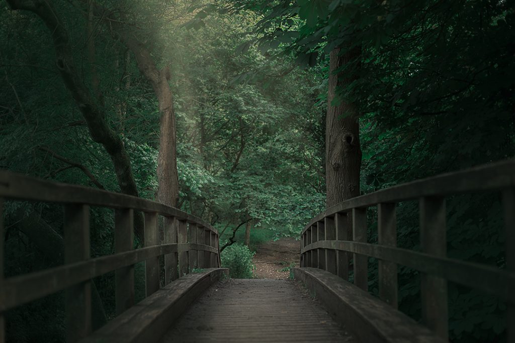 צילומי גשר ביער